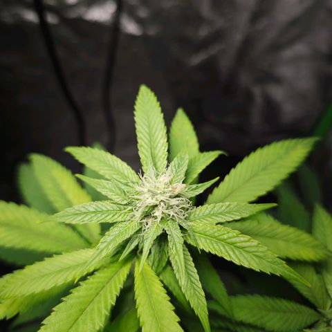 Cherry Pie growlog timeline photo