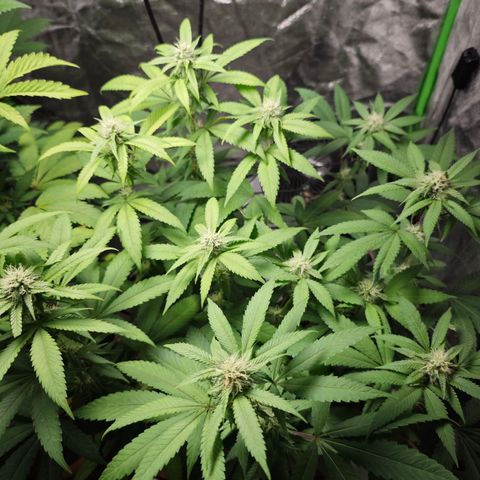 Cherry Pie growlog timeline photo