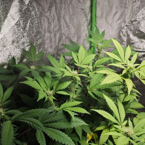 Special Queen #1 growlog timeline photo