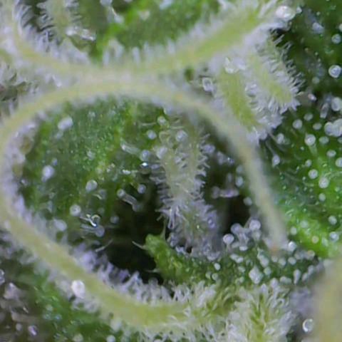 Cherry Pie growlog timeline photo