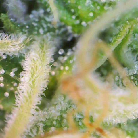 Special Queen #1 growlog timeline photo