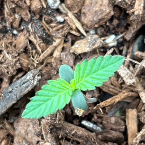 Gorilla Sherbet  growlog timeline photo