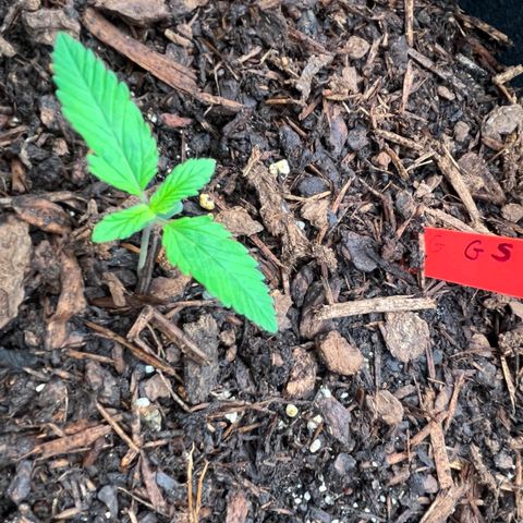 Gorilla Sherbet  growlog timeline photo