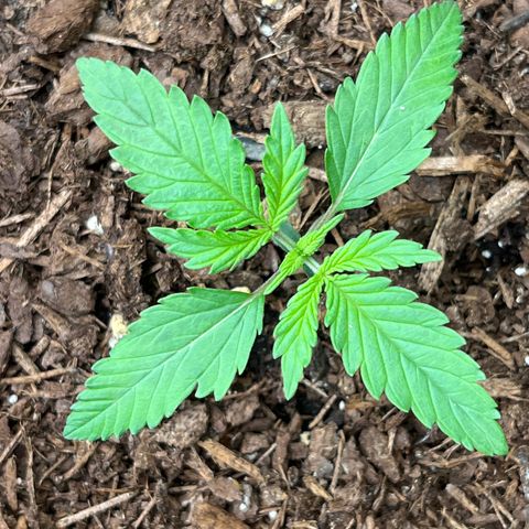 Gorilla Sherbet  growlog timeline photo