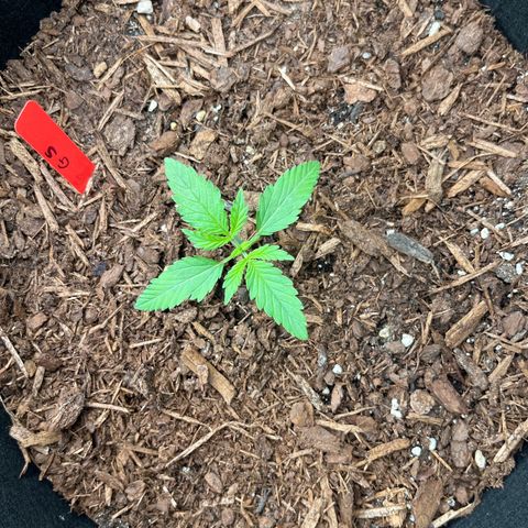 Gorilla Sherbet  growlog photo: F1 plant