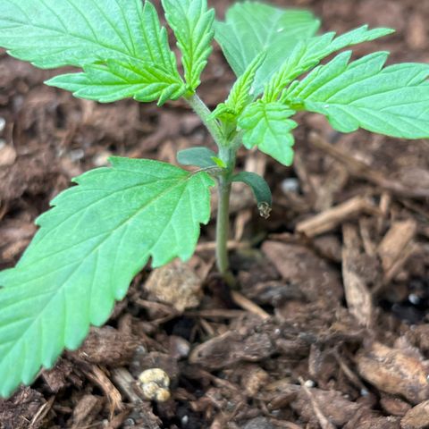 Gorilla Sherbet  growlog photo: F1 plant