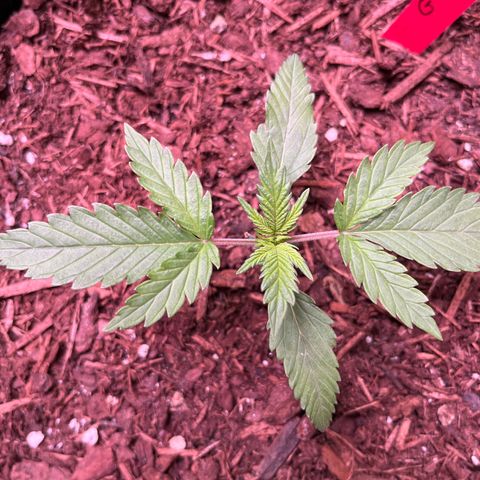 Gorilla Sherbet  growlog timeline photo