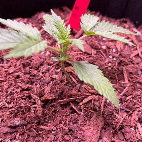 Gorilla Sherbet  growlog timeline photo