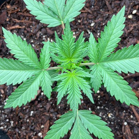 Gorilla Sherbet  growlog timeline photo