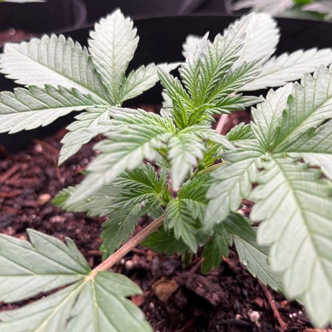 Gorilla Sherbet  growlog timeline photo