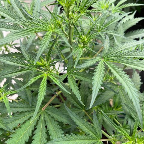 Gorilla Sherbet  growlog timeline photo