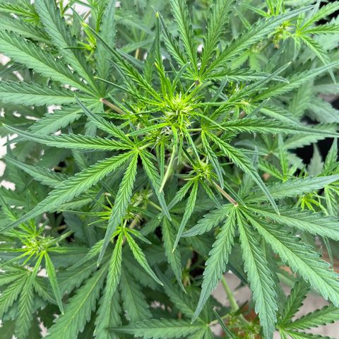 Gorilla Sherbet  growlog timeline photo