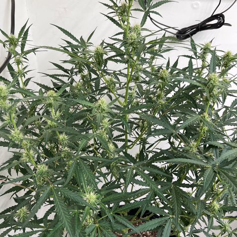 Gorilla Sherbet  growlog timeline photo