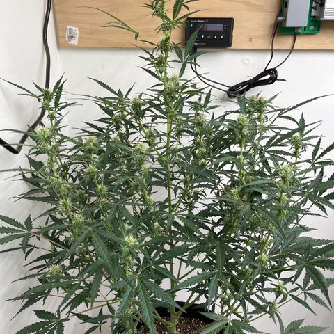 Gorilla Sherbet  growlog timeline photo