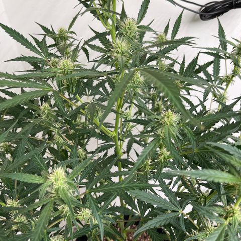 Gorilla Sherbet  growlog timeline photo