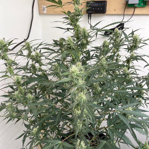 Gorilla Sherbet  growlog photo: She doesn’t like a lot of light 
