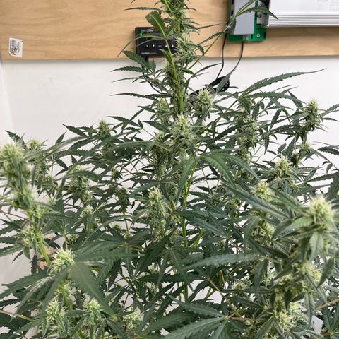 Gorilla Sherbet  growlog photo: She doesn’t like a lot of light 