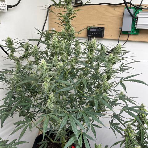 Gorilla Sherbet  growlog timeline photo