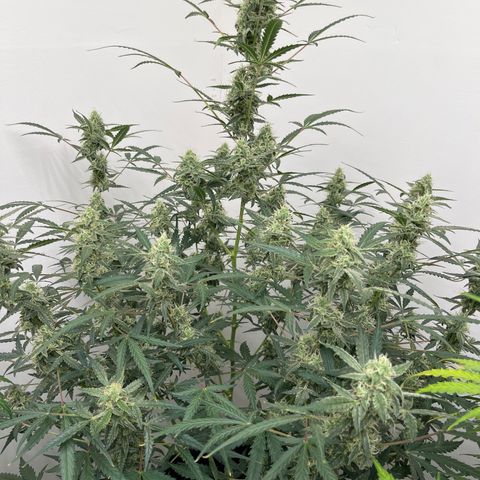 Gorilla Sherbet  growlog timeline photo