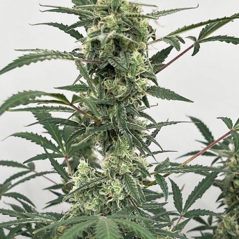Gorilla Sherbet  growlog timeline photo
