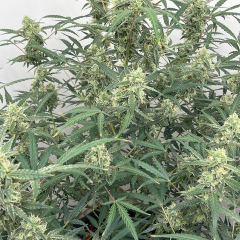 Gorilla Sherbet  growlog timeline photo