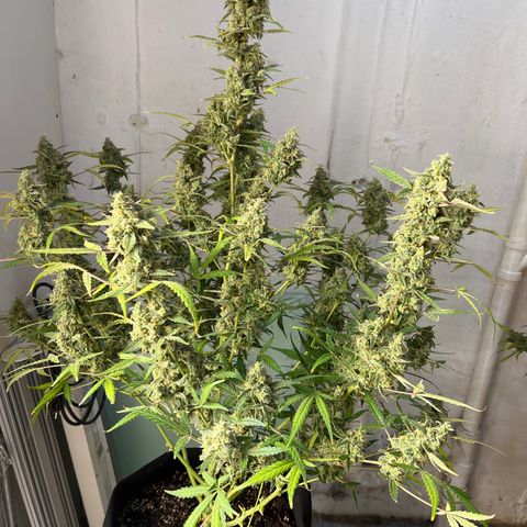 Gorilla Sherbet  growlog timeline photo