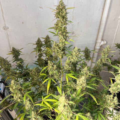 Gorilla Sherbet  growlog timeline photo