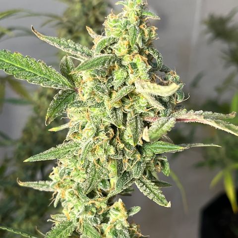 Gorilla Sherbet  growlog timeline photo