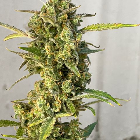 Gorilla Sherbet  growlog timeline photo