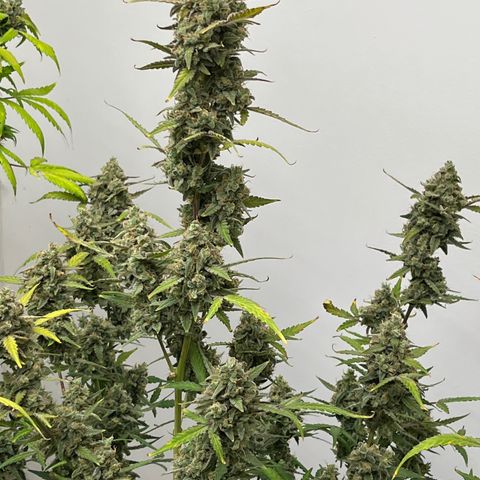 Gorilla Sherbet  growlog timeline photo