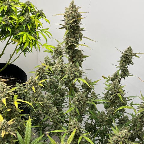 Gorilla Sherbet  growlog timeline photo