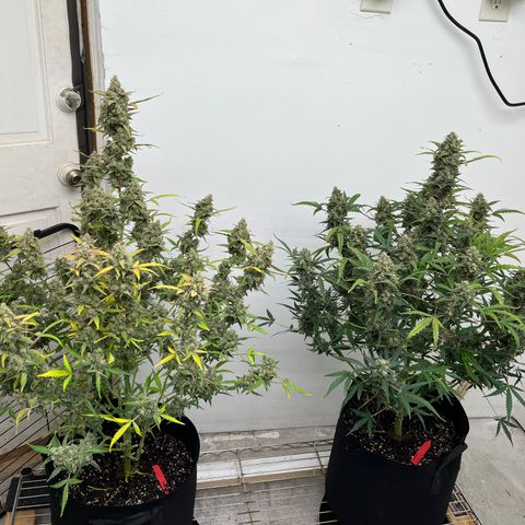 Gorilla Sherbet  growlog photo: GS & OS