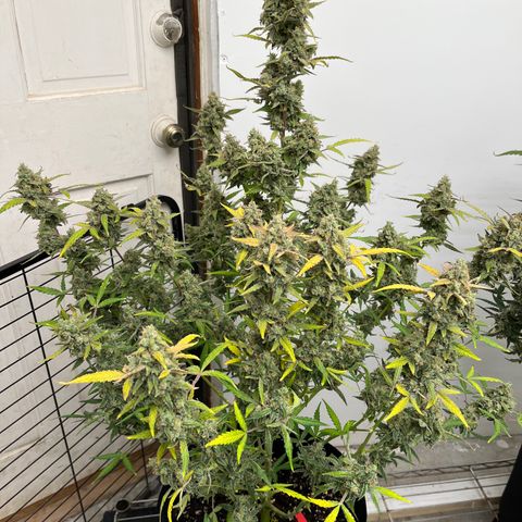 Gorilla Sherbet  growlog photo: GS & OS