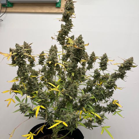 Gorilla Sherbet  growlog timeline photo