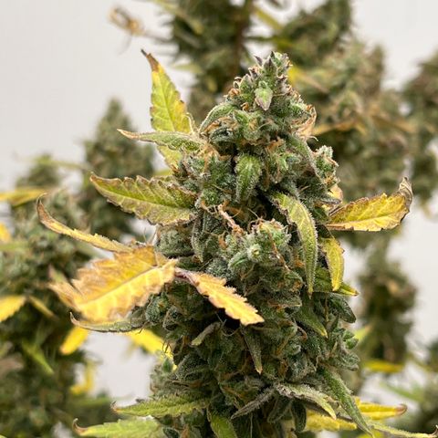 Gorilla Sherbet  growlog timeline photo