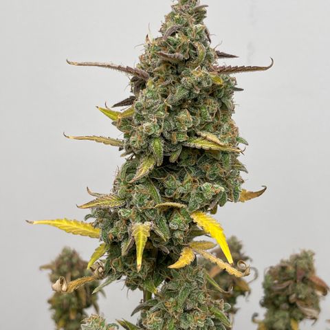 Gorilla Sherbet  growlog timeline photo