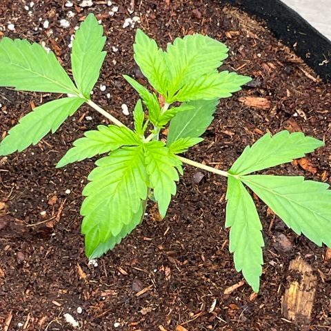 Skunk Auto growlog timeline photo