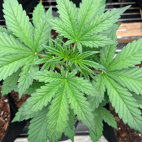 Skunk Auto growlog timeline photo