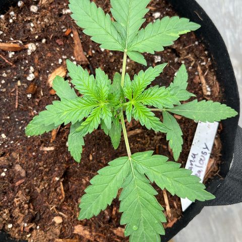 Banana Jealously growlog timeline photo