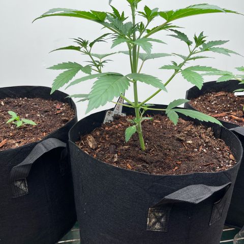 Skunk Auto growlog timeline photo