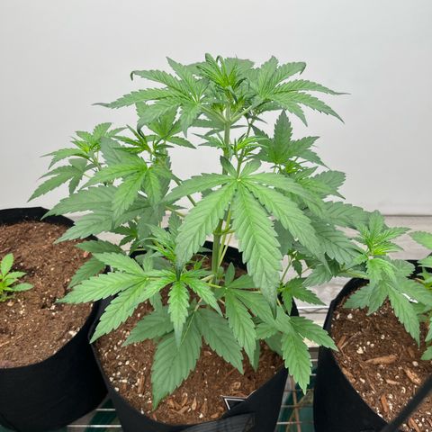 Skunk Auto growlog timeline photo