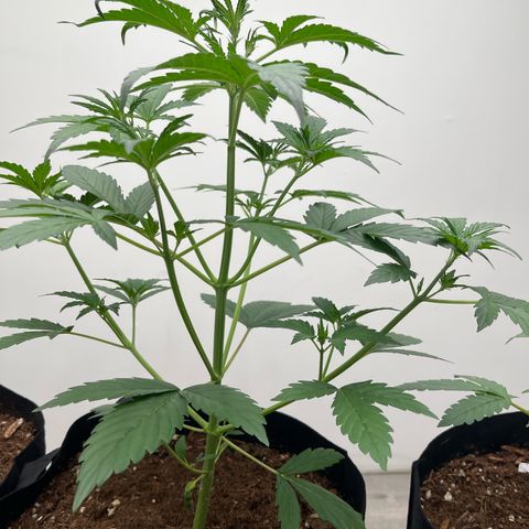 Skunk Auto growlog timeline photo