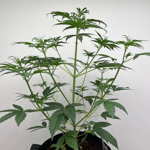 Skunk Auto growlog photo: 24” tall