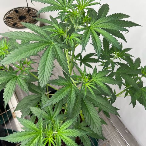 Skunk Auto growlog photo: 24” tall