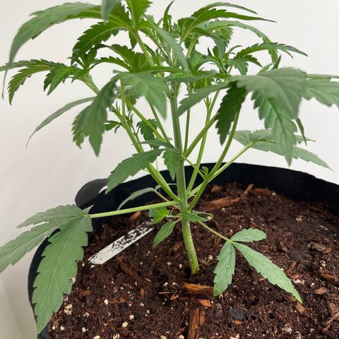 Banana Jealously growlog photo: 11” tall