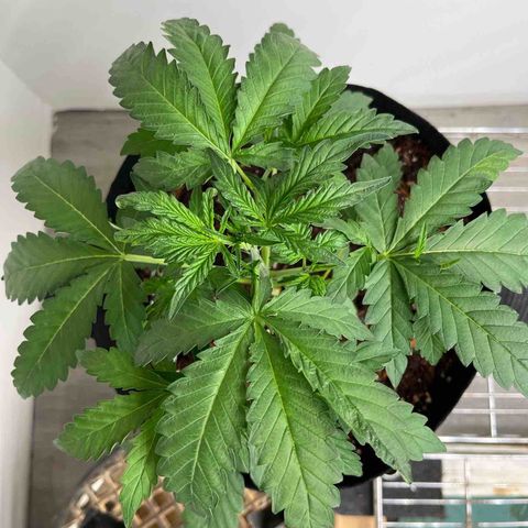 Banana Jealously growlog timeline photo
