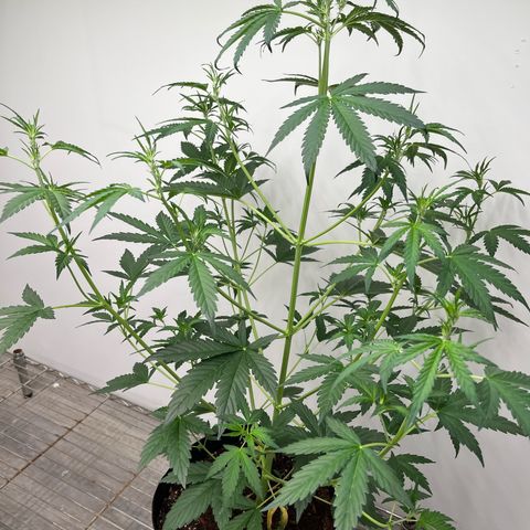 Skunk Auto growlog photo: 33” tall