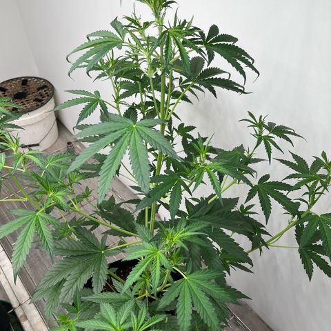 Skunk Auto growlog photo: 33” tall