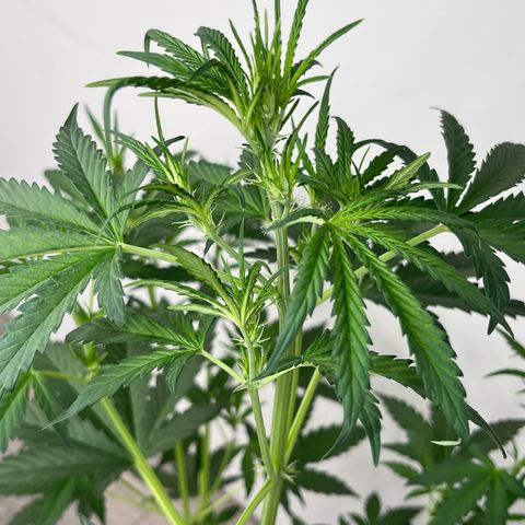 Skunk Auto growlog timeline photo