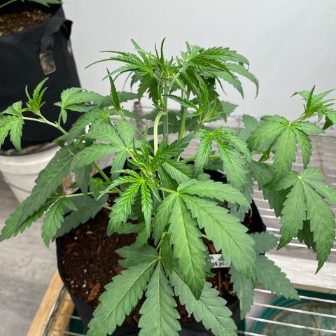 Banana Jealously growlog photo: 14”